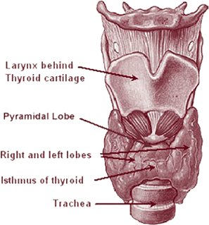 Thyroid Cancer