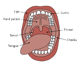 Oral Cancer (Carcinoma of the Cheek, Lips & Tongue)