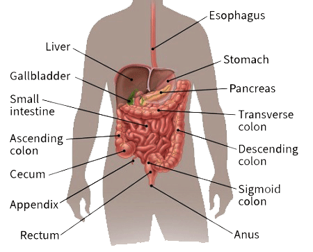 Carcinoma of the Stomach