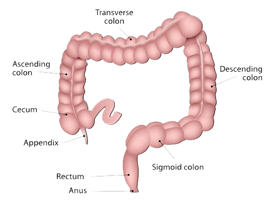 Carcinoma of Colon & Rectum