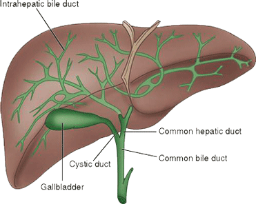 Gallbladder & Biliary Tract Cancer