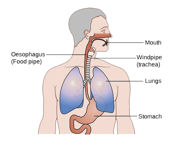 Carcinoma of the Oesophagus