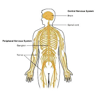 Brain & Spinal Cord Tumours