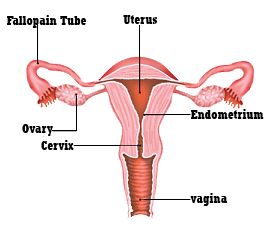 Cervix Cancer