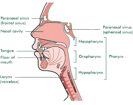 Carcinoma of the Paranasal Sinus