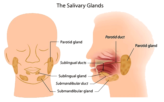 Carcinoma of the Salivary Gland